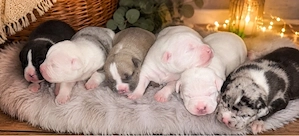 Wunderschöne Bully Pocket Welpen Merle suchen ein Zuhause 