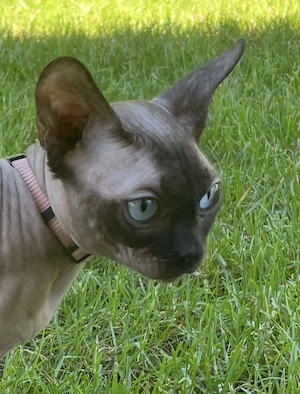 Kanadischer Sphynx Deckkater 