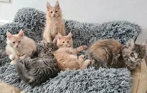 Maine-coon Kitten mit Stammbaum 