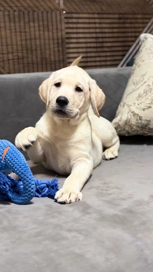 Unser wunderschöner Labrador-Welpe sucht eine fürsorgliche und verantwortungsbewusste neue Familie. 