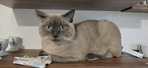 Kater schweren herzens abzugeben 