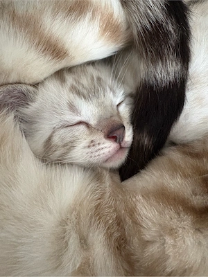 Bengal Kitten abgabebereit