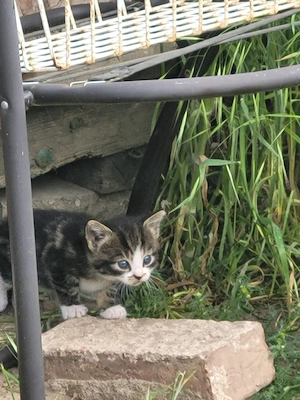 Katzenkinder