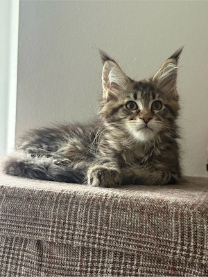 XXL Maine Coon Kater Kitten  Bild 5