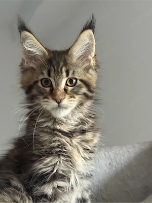 XXL Maine Coon Kater Kitten  Bild 8