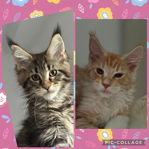 XXL Maine Coon Kitten