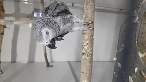 Kongo Graupapagei abzugeben
