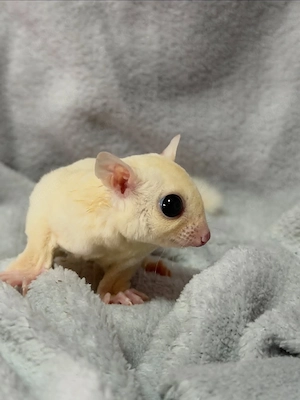 Creamino Sugar Glider Babys suchen ein liebevolles Zuhause 