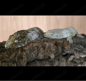 Suche Dasypeltis medici medici Eierschlangen Tausch möglich