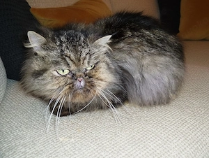 Sehr schöne langhaarige Perserkatze