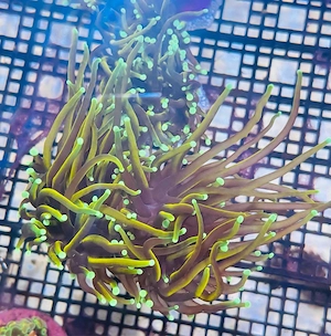 Euphyllia Golden Indo Torch