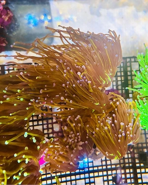 Euphyllia Knicks Torch