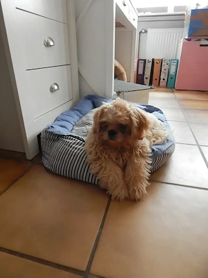 Shih Tzu Herzensbrecher auf vier Pfoten suchen ein liebevolles Zuhause!