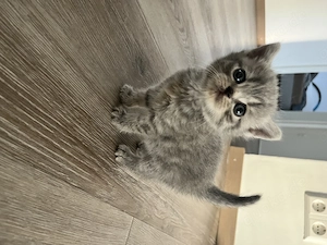 BKH-Mix Kitten suchen gemeinsam ein liebevolles Zuhause