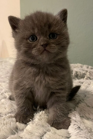 BKH Kitten zu verkaufen   liebevoll aufgezogen 