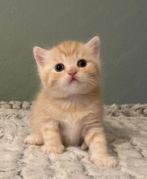 Britisch Kurzhaar Kitten 