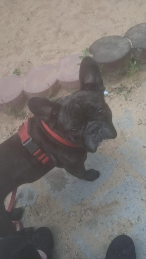 französische bulldogge dame 