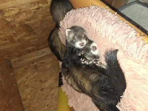 Iltis Frettchen Welpen 