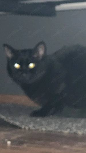 schwarzer kater 