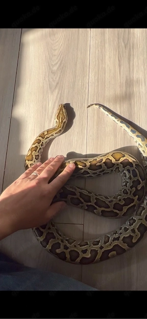Python bivittatus progschai 1.1