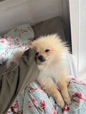 hund sucht nach einem zuhause