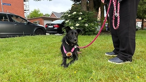 Mindy wartet auf dich