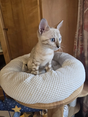 Sofort Bengal Kitten W. mit Stammbaum Eltern 10 Tests Kitten