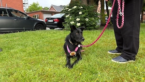 Mindy sucht ein neues Zuhause