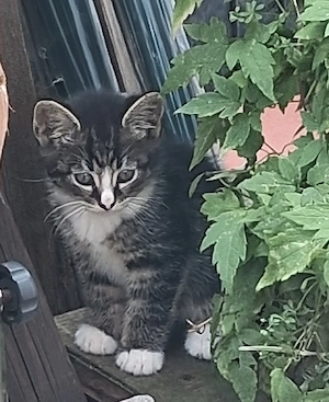 süsse Kitten 