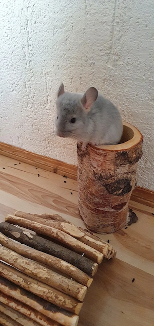 Zwei Chinchilla Babys Böckchen in der extrem seltenen Farbe Blue Diamond  zur Abgabe bereit 