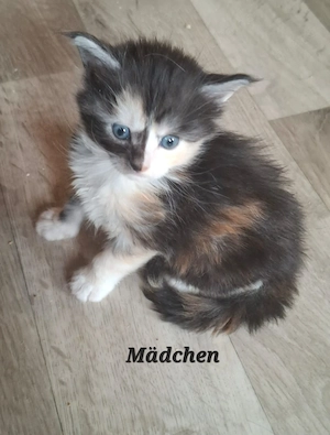 Wunderschöne Maine Coon Babys