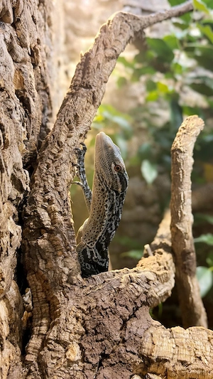 Varanus macraei (Blauer Baumwaran) zu verkaufen