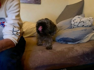 Shih Tzu Junge Hündin