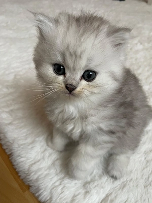 Perser Chinchila Kitten