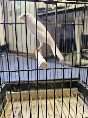 kanarienvogel