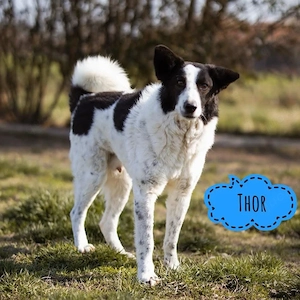 Thor, liebenswerter und hübscher Border Collie Mix braucht endlich ein richtiges Zuhause