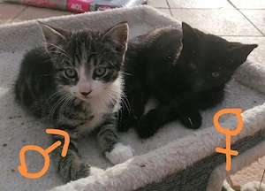 Aprilkitten süße Katzenbabies 