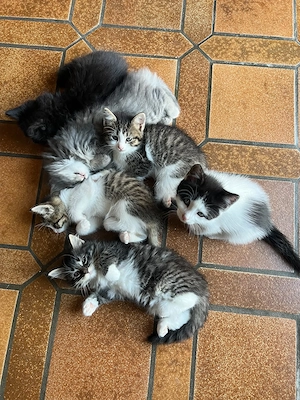 Kitten zu vergeben
