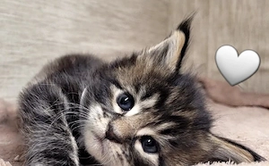 Maine Coon Kitten Katzenbaby black-tabby Kater Katze
