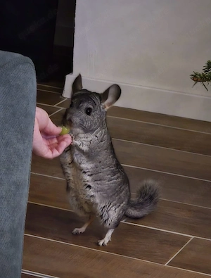 Chinchilla inkl. Käfig   Stall Männchen