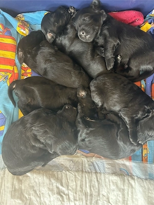 Hundewelpen 