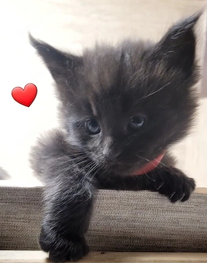 Maine Coon Kitten black Katze Kater Katzenbaby