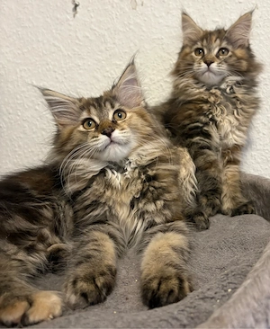 Maine Coon sofort nur madchen