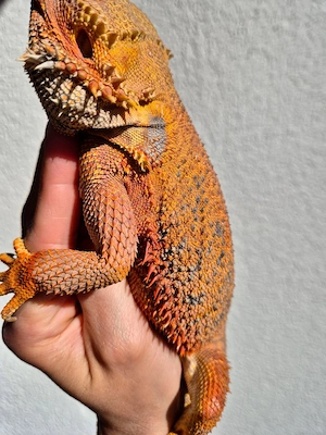 hypo high rainbow blue tiger zuchtbock bartagame 