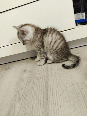 katzen suchen neues zuhause 