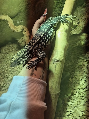 Schwarz weißer Argentinischer Teju (Tupinambis Merianae)