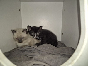 siam mix Kitten 