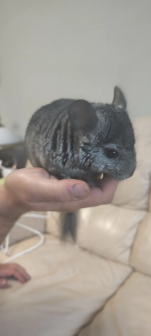 2 Chinchilla 4 Monate alt, Junge und Mädchen 