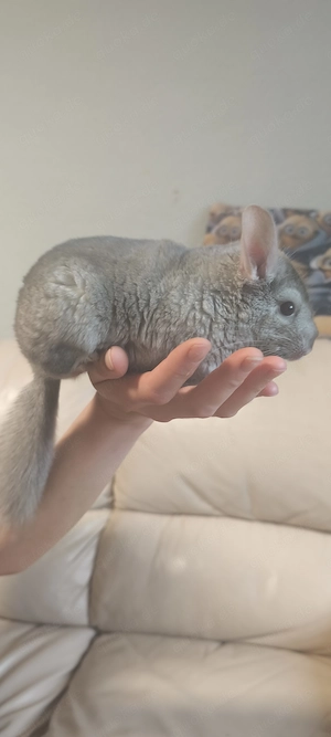 2 Chinchilla 5 Monate alt Junge und Mädchen 