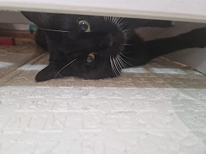 hauskatze 